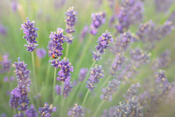 Close up shot of a lavender in a field with a ladybug on it.