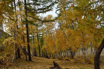 autumn forest in the mountains