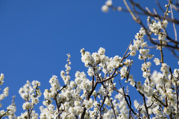 白い梅の花　千葉県習志野市　日本