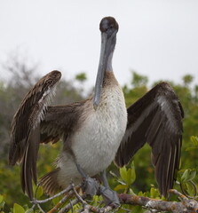 Portrait of Galapagos Brown Pelican (Pelecanus occidentalis urinator) standing spreading wings Galapagos Islands