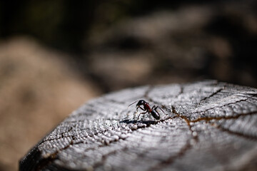 Ameise auf Holzpfahl close-up Copy space