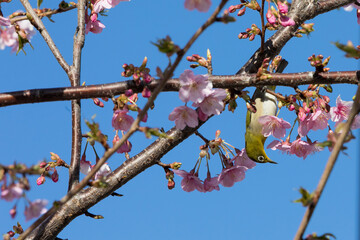 河津桜とメジロ　千葉県習志野市　日本