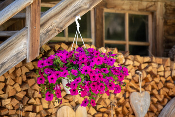 Fototapeta na wymiar Pinkfarbene Petunien in einer Blumenampel als dekoration vor einem Holzstapel in einem alten Hof