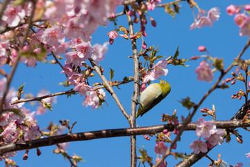 河津桜とメジロ　千葉県習志野市　日本