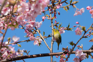 河津桜とメジロ　千葉県習志野市　日本