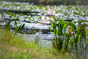 Bird Egret, lake, nature
