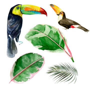 Watercolor portrait of toucans in the forest vector illustration. Exotic birds with tropical leaves with red flowers. Two wild keel-billed tucan with leaf. Nature travel in Costa Rica, wildlife.	