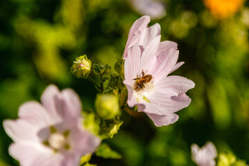 pink field colors with droplets and a stove collecting pollen