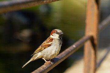 Passer domesticus, small brown and gray bird on steel bar.