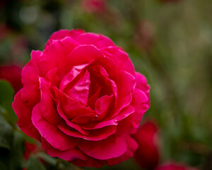 A closeup of a pink rose flower on blurred green background.