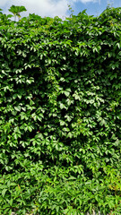 Fototapeta na wymiar Wall of climbing ivy and sky