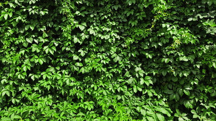 Climbing ivy