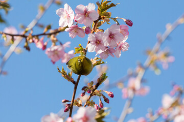 河津桜とメジロ　千葉県習志野市　日本