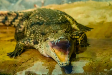 crocodile with open mouth with large teeth