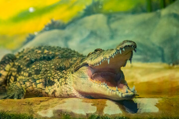 crocodile with open mouth with large teeth