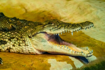 crocodile with open mouth with large teeth