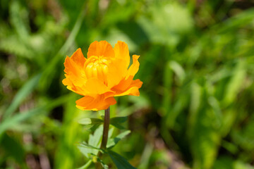 Trollius or Orange globe-flower against blurred green background. Forest flowers in Siberia. Selective focus
