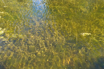 grass in the water