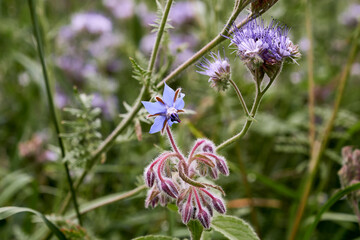 Closeup of a borage blossom (Borago officinalis)