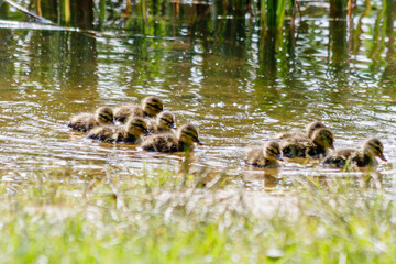 duck with ducklings swimming on the water body