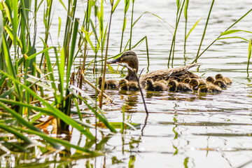 duck with ducklings swimming on the water body