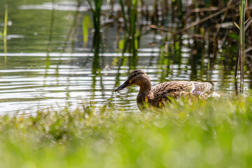 duck with ducklings swimming on the water body
