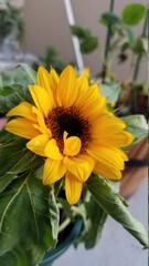 sunflower in the garden