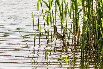 beautiful bird kulik - sparrow in reeds