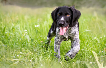 Deutsch Drahthaar-Welpe