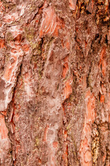 texture of bark of a fir tree