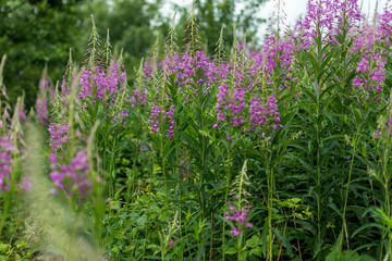 beautiful fireweed flowers and green leaves