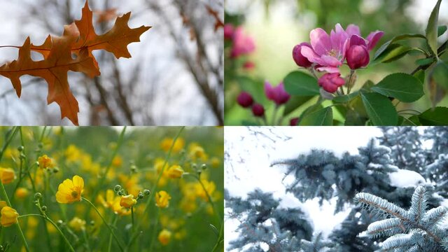 A beautiful collage - autumn, winter, spring, summer - four seasons. Seasons - collage with the image of nature at different times of the year.