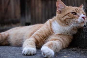 Portrait einer verschlafenen liegenden rotgetigerten Katze