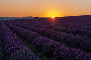 Naklejka na ściany i meble Nice view of the lavender field at sunrise. Beautiful sunrise background