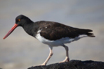 Closeup side on portrait of Lava Gull (Larus fuliginosus) standing on rocks Galapagos Islands
