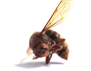 Dead hornet insect dieback species protection nature conservation