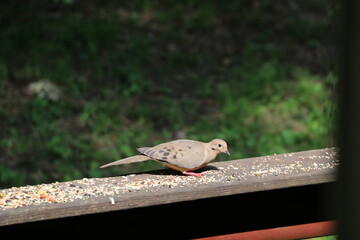 Animals outside eating in the daytime.