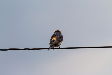 Small bird on wire and empty sky