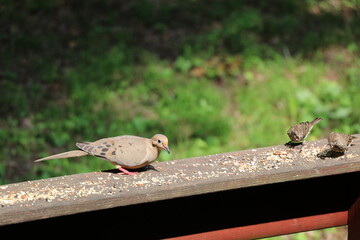 Animals outside eating in the daytime.