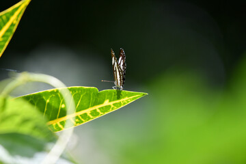 Small butterfly standing on the green leaf