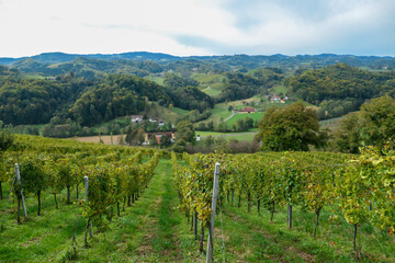 Fototapeta na wymiar A lush wine region is South Styria, Austria. The wine plantations are stretching over a vast territory, over the many hills. There grapes are already ripening. Wine region. A bit of overcast.