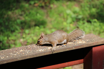 Animals outside eating in the daytime.