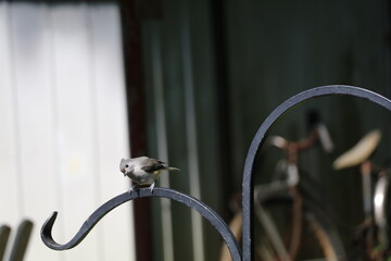 Animals outside eating in the daytime.