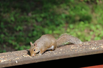 Animals outside eating in the daytime.