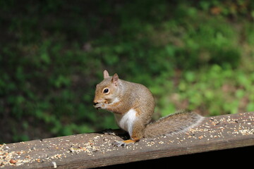 Animals outside eating in the daytime.