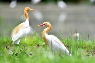 Great White Heron bird playing and hunting the food at the ricefield