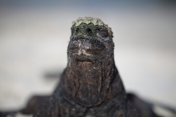 Head on portrait of Marine Iguana (Amblyrhynchus cristatus) staring directly into camera Galapagos Islands