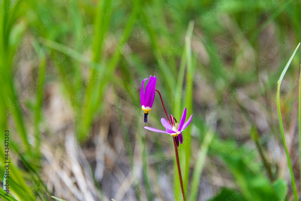 Poster spring crocus flower