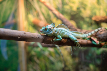 Plumed basilisk lies on a wooden trunk