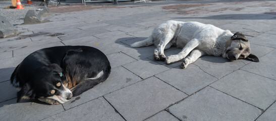 Obraz na płótnie Canvas Stray dogs lie on the ground